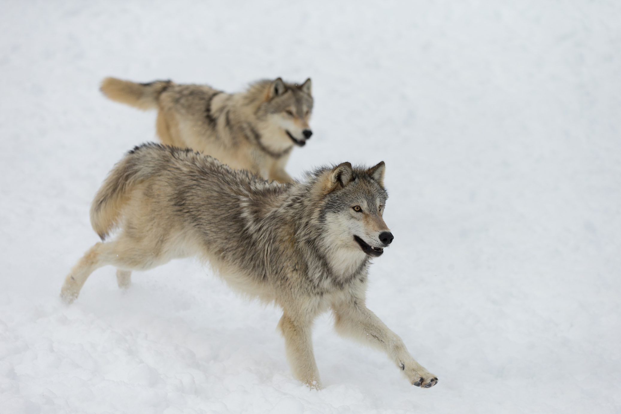 Wild Grey Wolf pack interaction